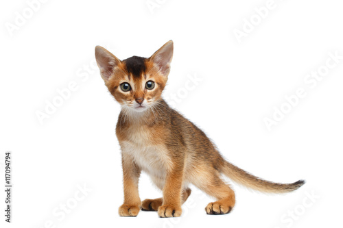 Liitle Abyssinian Kitty on Isolated White Background, Front view, Baby Animal