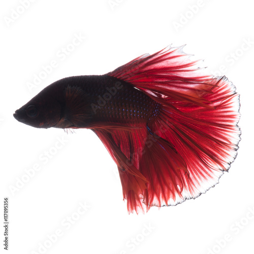 Red betta fish on white background