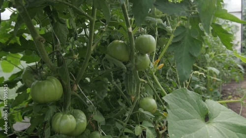 Wallpaper Mural Tomatos inside polycarbonate greenhouse Torontodigital.ca