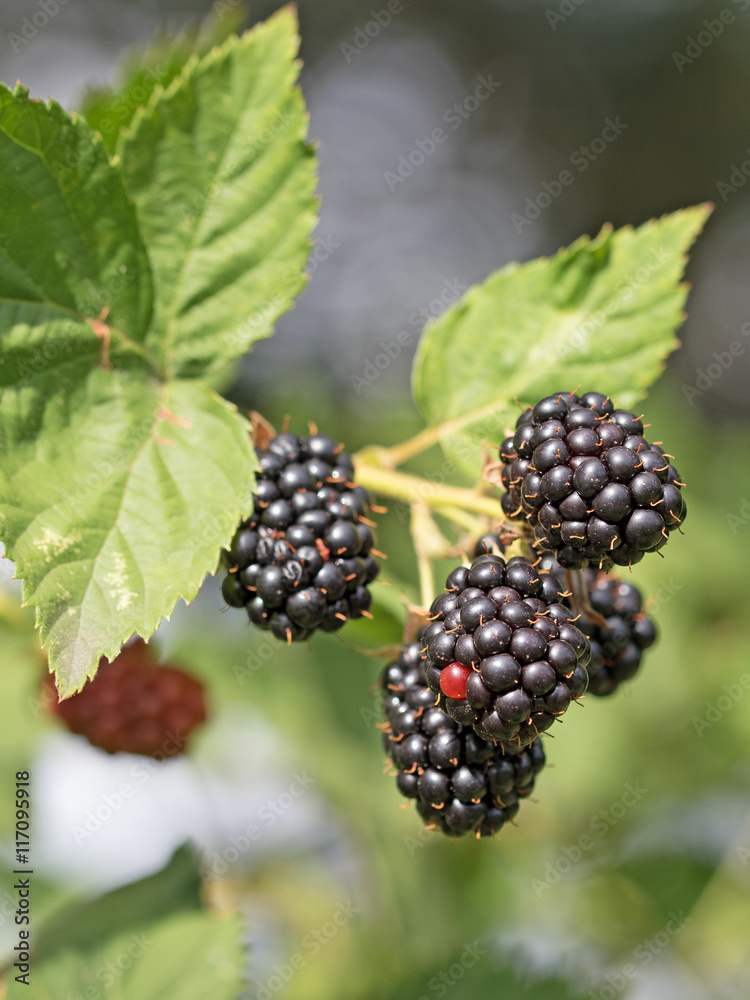 Brombeeren, Rubus sectio Rubus, Blackberries Brombeeren, Rubus sectio Rubus, Blackberries