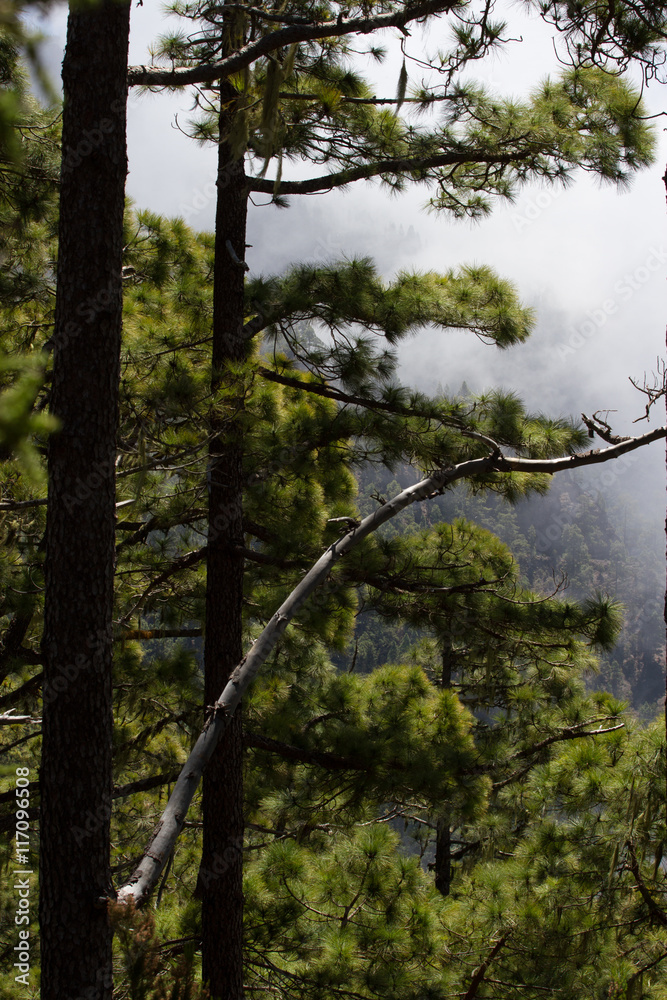 Green prickly branches of a fur-tree or pine. Tenerife, Canary island forest