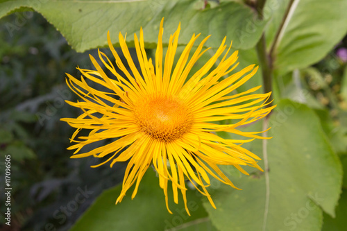 Photography Flower of Inula magnifica a very large, imposing plant.