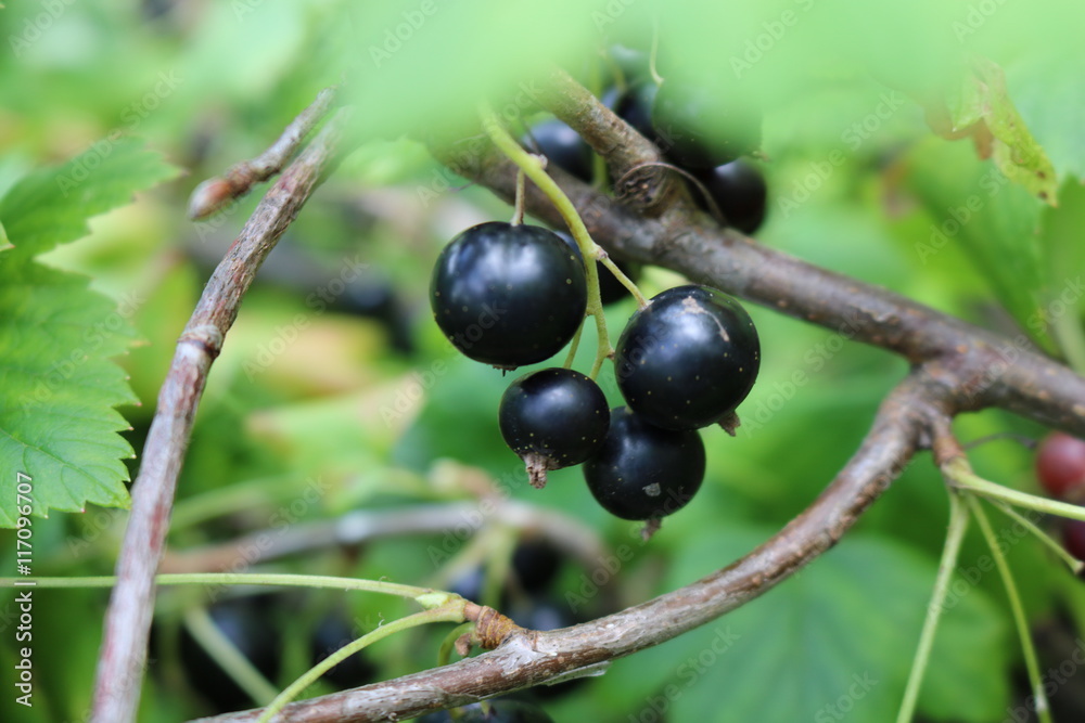 Blackcurrant (Ríbes nígrum) - deciduous shrub relative gooseberries Blackcurrant (Ríbes nígrum) - deciduous shrub relative gooseberries