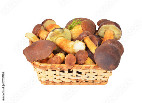 Boletus edulis mushroom in basket, DOF
