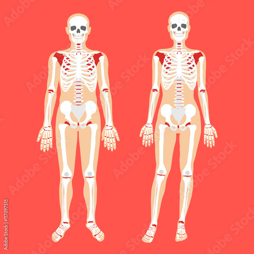 Human anatomy and skeletal system. Female and male bodies and skeletons. Modern concepts. Flat style design vector illustration