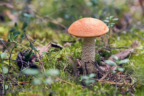 mushroom orange-cap boletus with an hat
