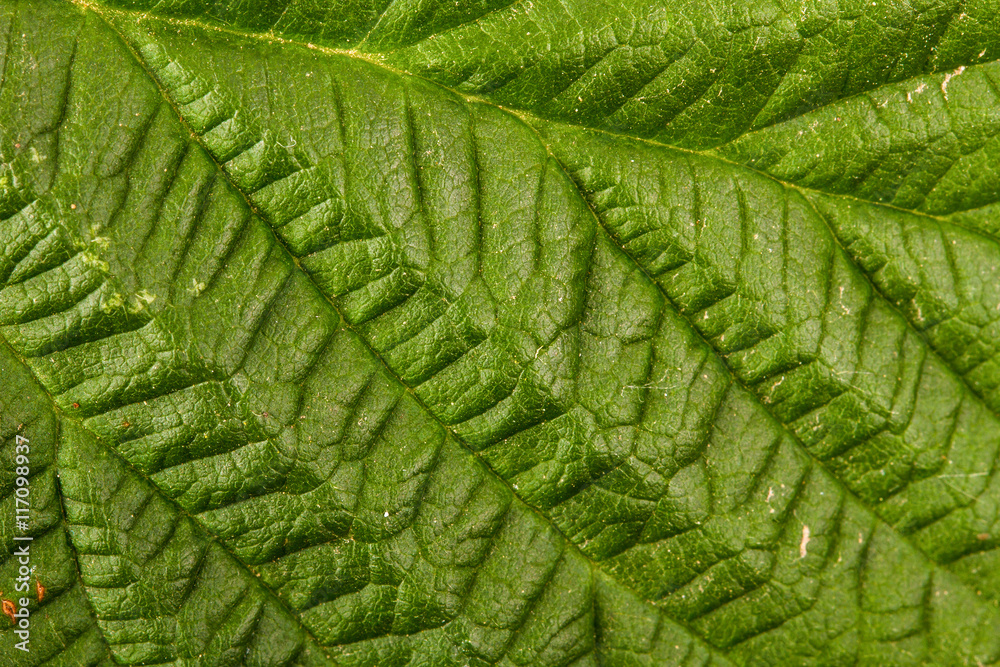 raspberry leaf. macro background