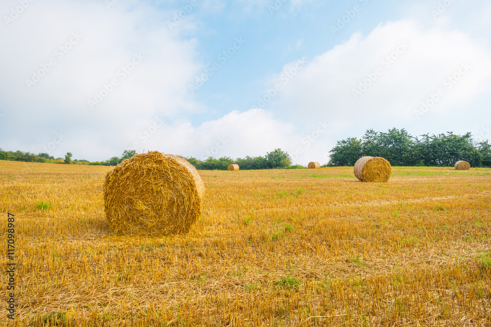 Hills of the Eifel National Park in summer Hills of the Eifel National Park in summer