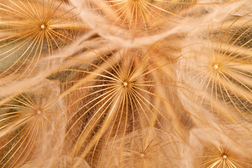 fuzz dandelion closeup. macro background