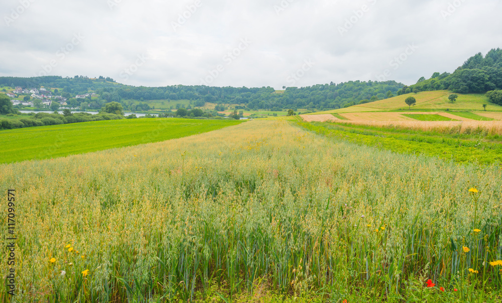 Fototapeta premium Hills of the Eifel National Park in summer