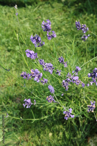 Sage (Salvia officinalis) herbaceous perennial herb photo