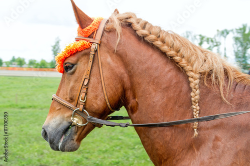 Horse with a braided mane