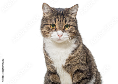 Portrait of a serious grey cat
