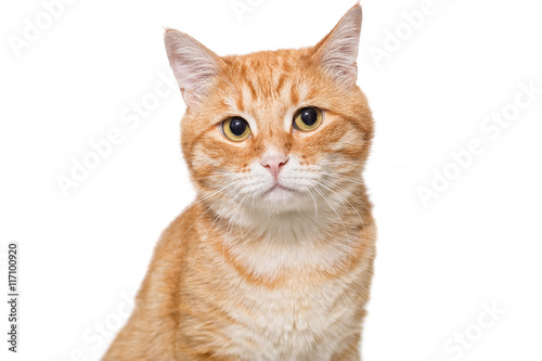 Fototapeta Naklejka Na Ścianę i Meble -  Portrait of a serious orange cat