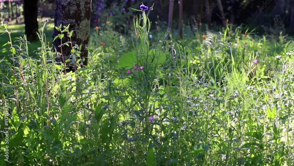 travelling sur une haie de plante verte dans un jardin