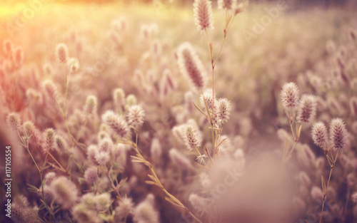 native grass at sunset