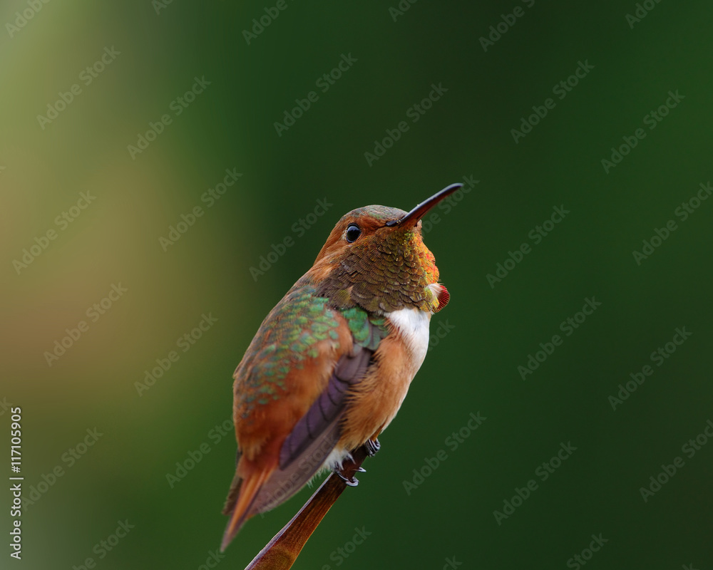 Fototapeta premium Selective focus on an Allen's hummingbird.