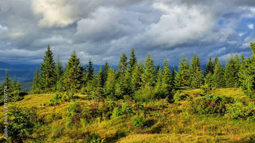 Summer Carpathian mountains landscape. pine forest, Ukraine, Europe. Summer Carpathian mountains landscape. pine forest, Ukraine, Europe.