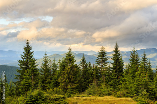 Summer Carpathian mountains landscape. pine forest, Ukraine, Europe.