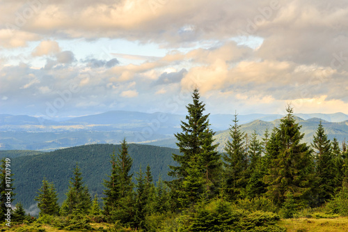 Summer Carpathian mountains landscape. pine forest, Ukraine, Europe.