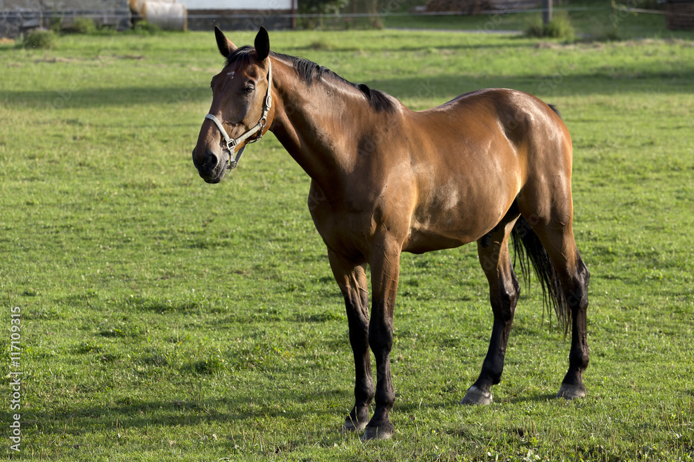 Grazing Horse in the summer Landscape Grazing Horse in the summer Landscape