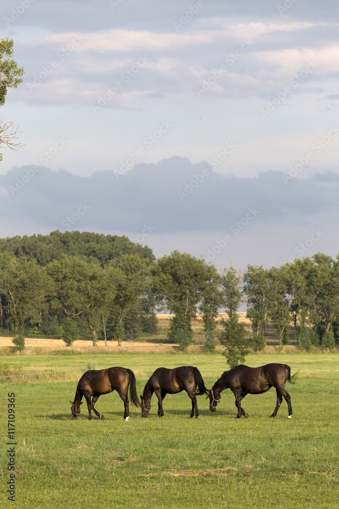 Grazing Horses in the summer Landscape Grazing Horses in the summer Landscape
