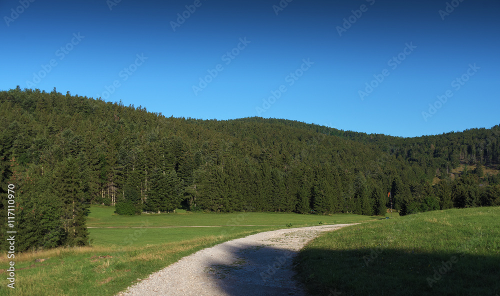 Summer meadow in the Alps Summer meadow in the Alps