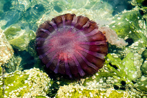 Jellyfish in a deep blue ocean