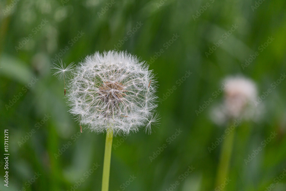 Fluffy dandelion in the grass close-up. Nature