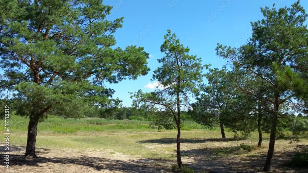 Landscape in pine forest, sunny day in the summer Landscape in pine forest, sunny day in the summer