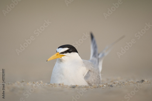 An adult Least Tern sits on a nest on a sandy beach in the early morning sunlight.