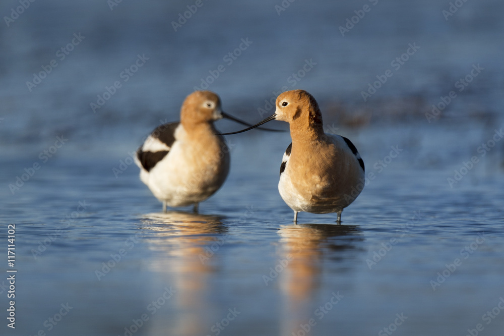 A pair of American Avocets stand in shallow blue water with their bills crossed in the early morning sunlight. A pair of American Avocets stand in shallow blue water with their bills crossed in the early morning sunlight.