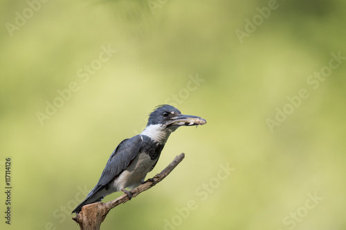 A Belted Kingfisher perches on a small branch with a fish in its beak in front of a bright green background.