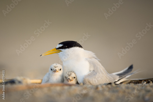 A pair of Least Tern chicks huddle in under their parent on the nest on a sandy beach early in the morning.