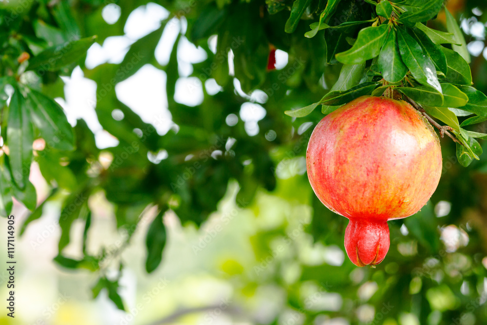 pomegranate on the tree, fresh ripe fruit, pomegranates grown in the garden.