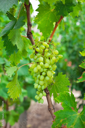 Grapes with green leaves on the vine in vineyard. Fresh fruits