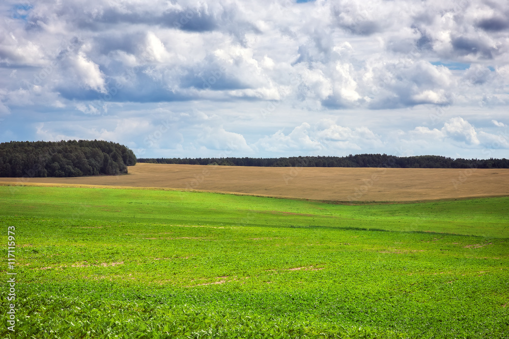 Beautiful summer landscape with green field and cloudy sky