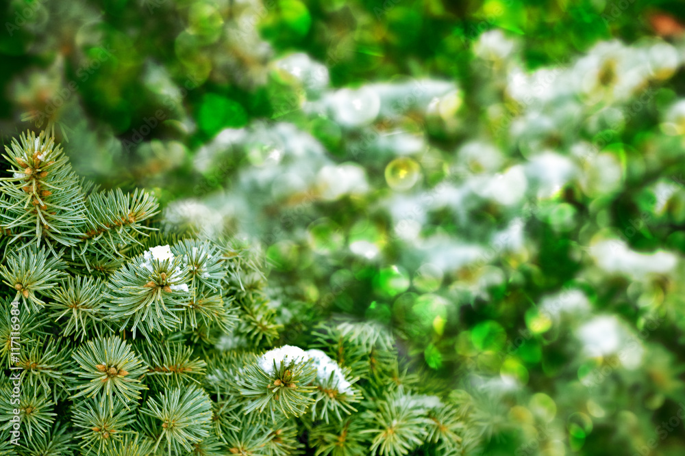  forest in the frost. Winter landscape. Snow covered trees.
