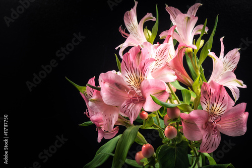 Alstroemeria, flowers, close-up, macro.