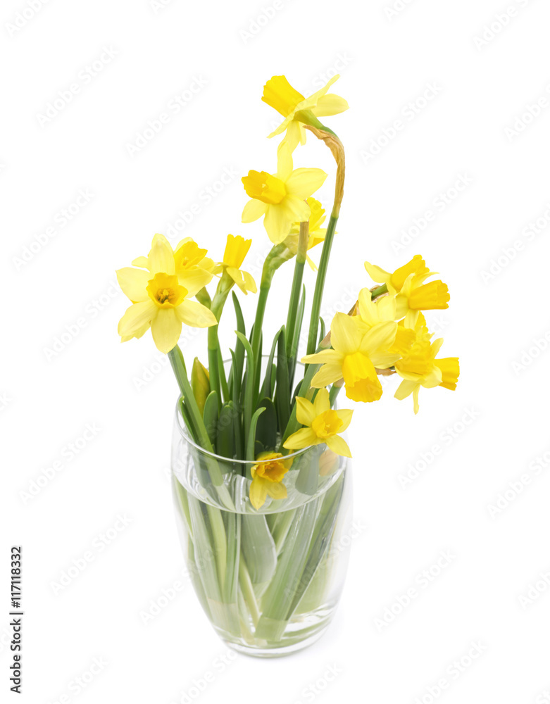 Yellow narcissus flower isolated