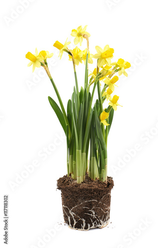 Fototapeta Naklejka Na Ścianę i Meble -  Yellow narcissus flower isolated