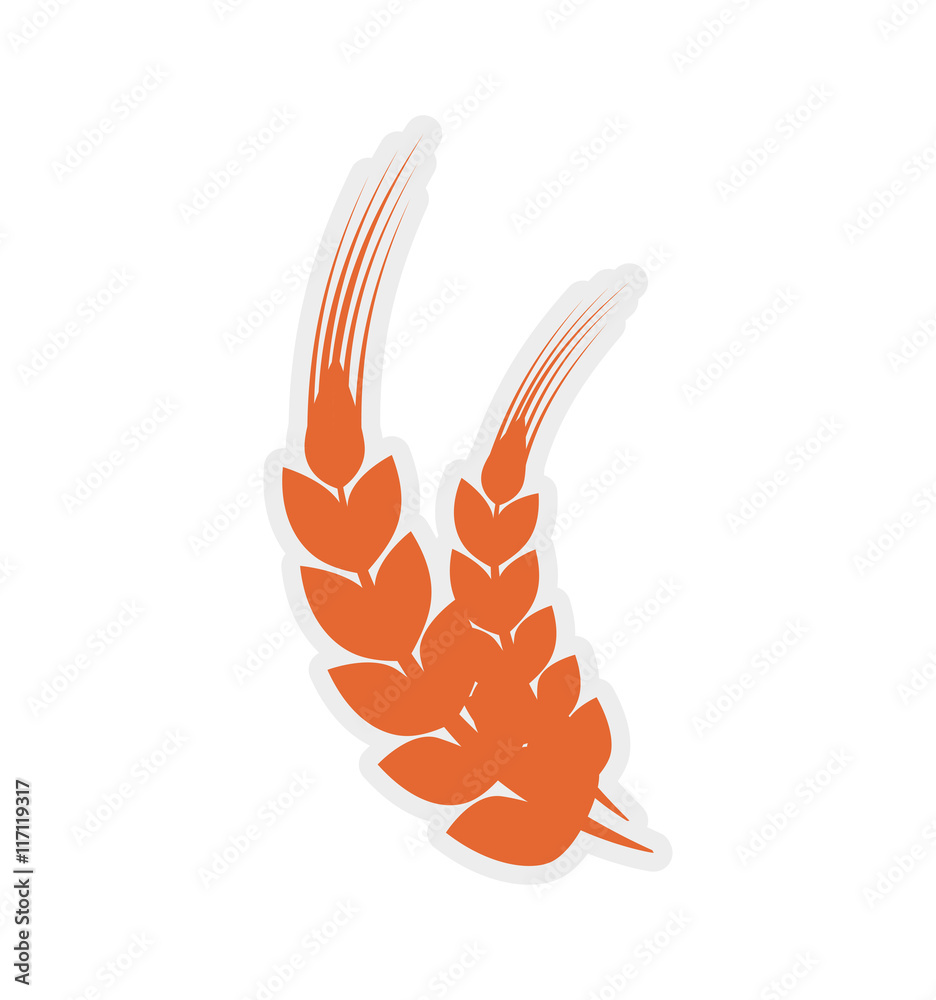 Grain concept represented by wheat ears icon. Isolated and flat illustration