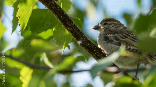 House sparrow (passer domesticus) hiding in birch tree