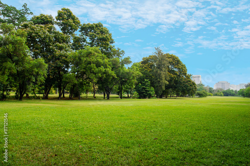 Fototapeta Naklejka Na Ścianę i Meble -  green grass field in big city park