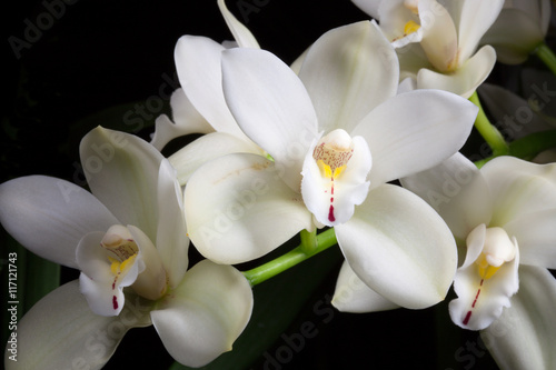 Orchid flowers over black (Cymbidium sp)