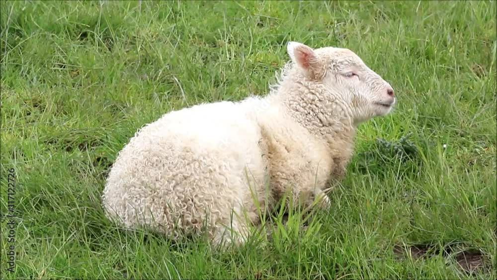 white lamb in grass ruminating, close up
white lamb in grass ruminating, close up