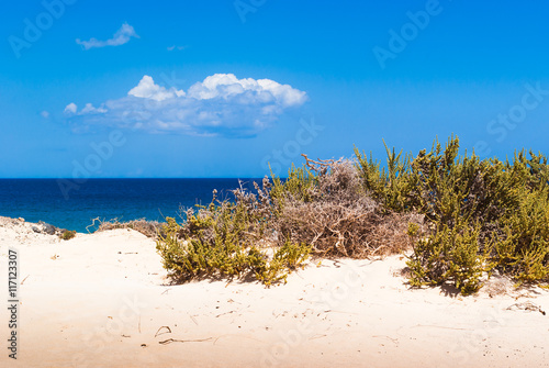 Fototapeta Naklejka Na Ścianę i Meble -  Nature reserve Dunes of Corralejo. Fuerteventura. Canary Islands. Spain