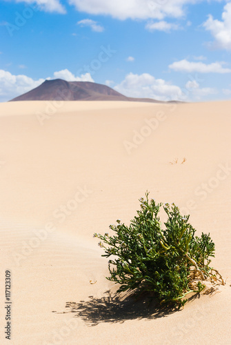 Sand dune near Corralejo with volcano mountains in the background. Fuerteventura. Canary Islands. Spain