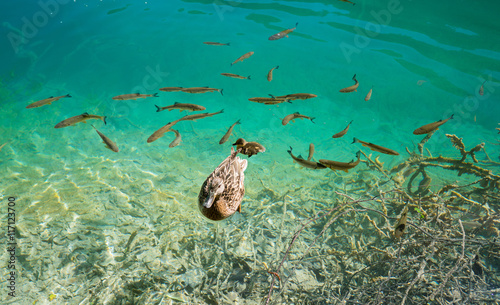 photo of fishes and duck swimming in a lake, taken in the national park Plitvice, Croatia © bigguns