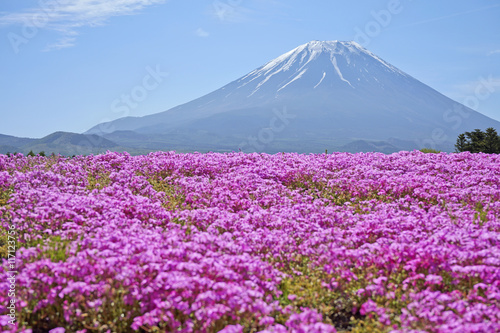 Mt.Fuji and Shibazakura Festival.